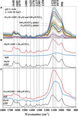 Influence of Citrate and Phosphate on the Adsorption of Adenosine-5′-Monophosphate at the Hematite Water Interface